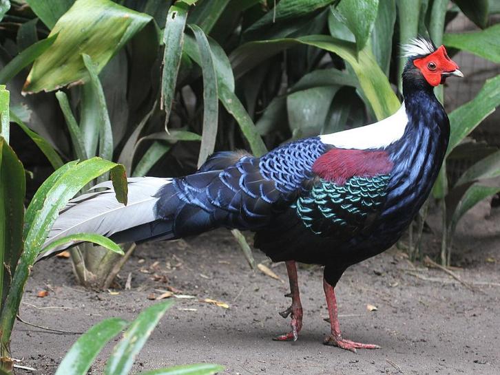 Koppel swinhoe fazanten, Dieren en Toebehoren, Pluimvee, Overige soorten, Meerdere dieren