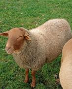 Mooi gebouwde ardense voskop dekram ingeschreven in stamboek, Mannelijk, Schaap, 0 tot 2 jaar