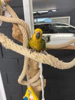 Tamme baby Zonparkieten, Dieren en Toebehoren, Geslacht onbekend, Parkiet, Geringd