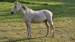 10-jarige ruin, Dieren en Toebehoren, Paarden, Minder dan 160 cm, B, Ruin, 7 tot 10 jaar