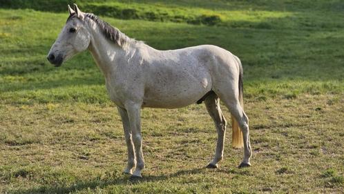 10-jarige ruin, Dieren en Toebehoren, Paarden, Ruin, B, Minder dan 160 cm, 7 tot 10 jaar, Recreatiepaard