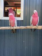 1-0 roze kaketoe, Dieren en Toebehoren