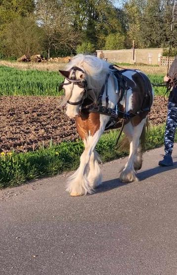 Lederen ponytuig