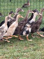 Loopeend kuikens, Dieren en Toebehoren, Pluimvee
