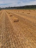 Petits ballots de paille 2025, Enlèvement, Autres espèces