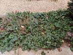 Waldsteinia ternata, Tuin en Terras, Ophalen