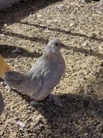 ukkelse baardkriel hennen, Dieren en Toebehoren, Pluimvee, Vrouwelijk, Kip