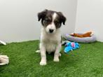 Kruising Border Collie pups, Dieren en Toebehoren, Honden | Herdershonden en Veedrijvers, België, 8 tot 15 weken, CDV (hondenziekte)