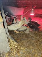 Grote eendekuikens, Dieren en Toebehoren, Pluimvee, Meerdere dieren, Eend