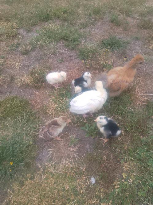 Pauwkuiken+ kalkoen kuikens+ kippen kuikens, Dieren en Toebehoren, Pluimvee, Geslacht onbekend