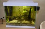 2 aquariums met blue Dream garnalen, Dieren en Toebehoren, Ophalen, Gebruikt, Gevuld zoetwateraquarium