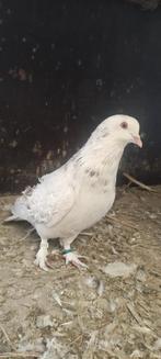 Mooie sierduif doffer., Dieren en Toebehoren, Pluimvee