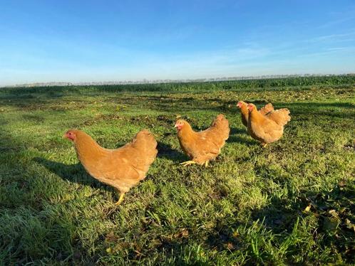 Jonge tamme wyandotte kriel kippen veel kleuren + ingeënt, Dieren en Toebehoren, Pluimvee, Kip, Vrouwelijk