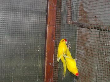 Kakariki, kakarikie beschikbaar voor biedingen