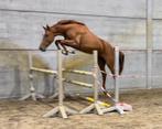 4j Nabab x Cassini I | top springmerrie, 165 à 170 cm, Vermifugé, Non dressé, Cheval de saut