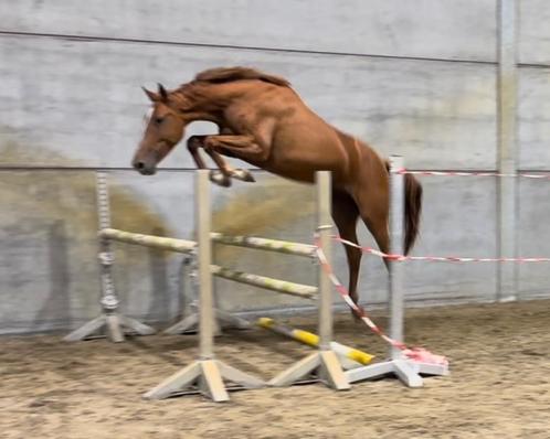 4j Nabab x Cassini I | top springmerrie, Animaux & Accessoires, Chevaux, Jument, Non dressé, 165 à 170 cm, 3 à 6 ans, Cheval de saut