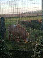 Pony, Dieren en Toebehoren, Pony's, Niet van toepassing, Hengst, A pony (tot 1.17m), 7 tot 10 jaar