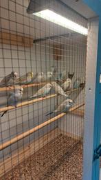 Om tam te maken, Dieren en Toebehoren, Vogels | Parkieten en Papegaaien, Tam