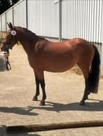 3 jarige New Forest pony, Dieren en Toebehoren, Pony's, Merrie, Gechipt, Dressuurpony, 3 tot 6 jaar