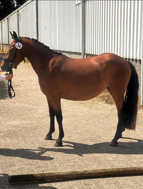 3 jarige New Forest pony, Dieren en Toebehoren, Pony's, Merrie, Onbeleerd, D pony (1.37m tot 1.48m), Dressuurpony, 3 tot 6 jaar