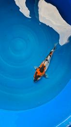 Japanse koi s, Dieren en Toebehoren, Vissen | Vijvervissen, Karper of Koi