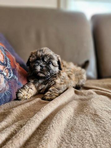 Shihtzu  beschikbaar voor biedingen
