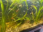 Zoet warm water vissen, Dieren en Toebehoren, Vis, Zoetwatervis, Schoolvis