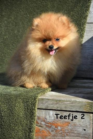 Prachtige Belgische Pomeriaan puppy's  beschikbaar voor biedingen
