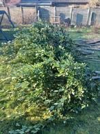 Takken van laurierboom, Tuin en Terras, Ophalen