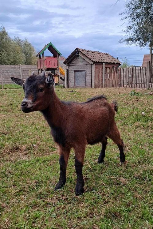 dwerggeit, Dieren en Toebehoren, Schapen, Geiten en Varkens, Geit, Vrouwelijk, 0 tot 2 jaar