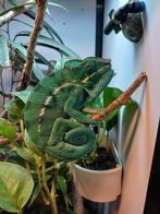 Panterkameleon nosy be, Dieren en Toebehoren, Reptielen en Amfibieën