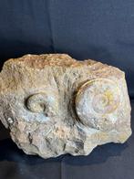 Groupe spécial d'ammonites, Enlèvement ou Envoi, Fossile