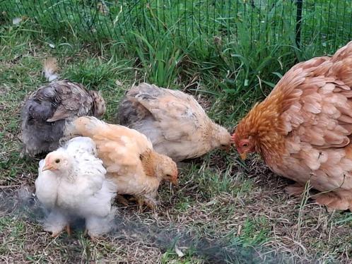 Gratis haantjes van anderhalve maand oud!, Dieren en Toebehoren, Pluimvee, Kip, Mannelijk