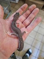 Gecko Leopard blacknight mac super snow eclipse, Dieren en Toebehoren, Reptielen en Amfibieën, Hagedis, 0 tot 2 jaar