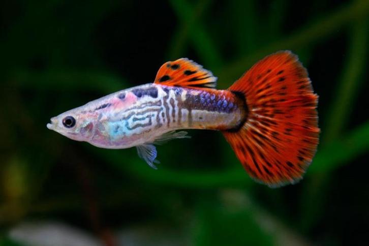 Guppies, cardinaux, mangeurs d'algues, etc..., Animaux & Accessoires, Poissons | Aquariums & Accessoires, Neuf, Autres types, Enlèvement ou Envoi