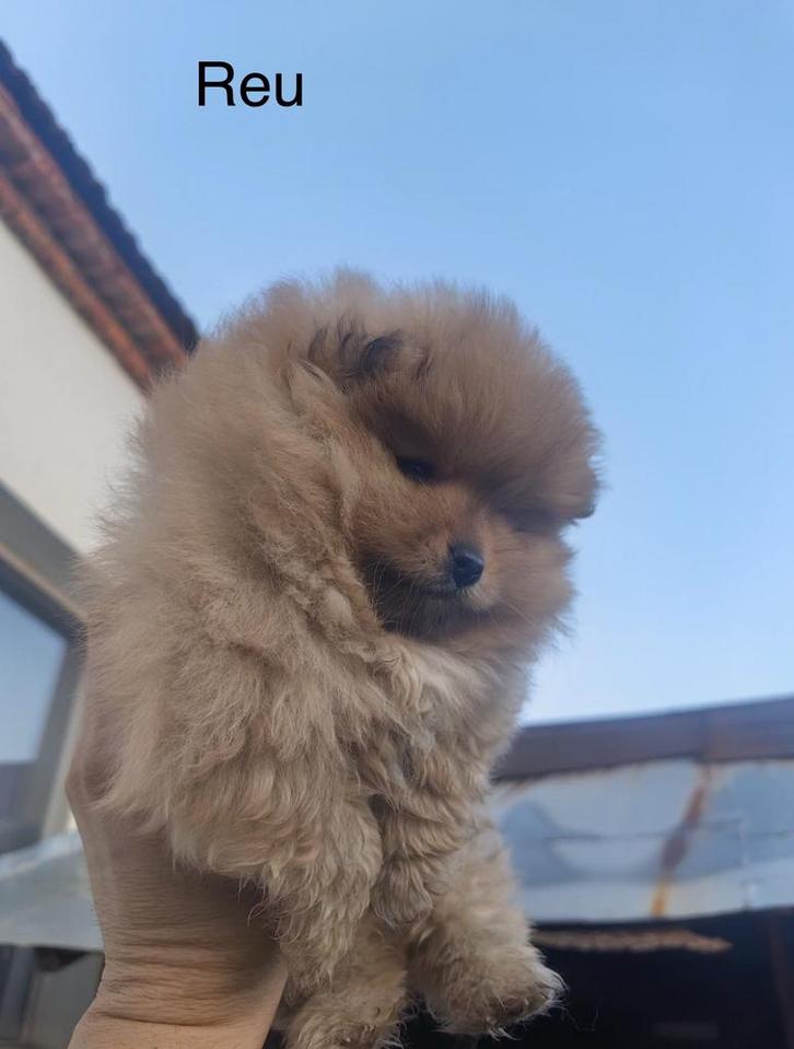 Superbes petits chiots de Poméranie (tête d'ours), Animaux & Accessoires, Chiens | Huskys, Loulous & Types primitifs, Plusieurs animaux