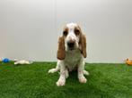 Engelse Cocker Spaniel pup, Dieren en Toebehoren, België, Reu, 8 tot 15 weken, CDV (hondenziekte)