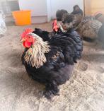 Kriel Cochin haan, Dieren en Toebehoren