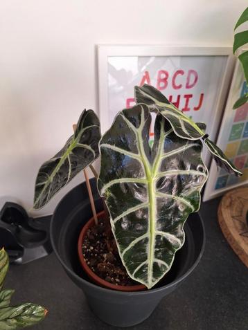 Alocasia Polly, 3-in-1 beschikbaar voor biedingen