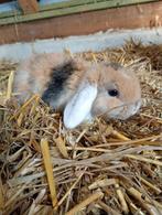 Mooie hangoor dwergkonijntjes supertam, Dieren en Toebehoren, Hangoor