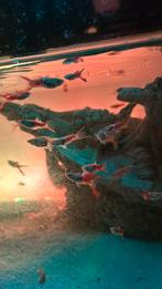 Endler guppy’s, Dieren en Toebehoren