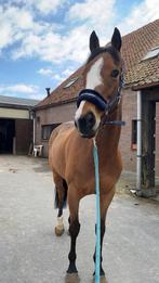 Recreatie paard te koop, Dieren en Toebehoren, Paarden, Ruin