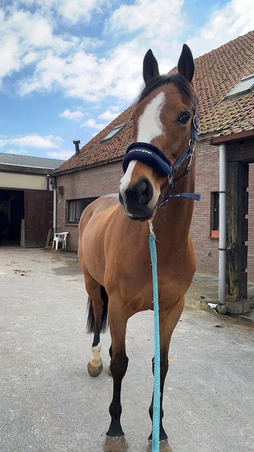 Recreatie paard te koop, Dieren en Toebehoren, Paarden, Ruin