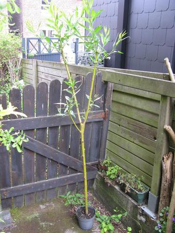 Saule à écorce verte ou jaune beschikbaar voor biedingen