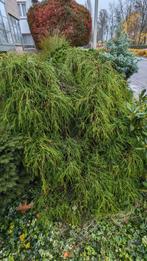 Arbuste végétal Felifera aurea, Jardin & Terrasse, Enlèvement, Arbuste