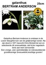SNEEUWKLOKJES GALANTHUS, Tuin en Terras, Bloembollen en Zaden, Ophalen of Verzenden, Voorjaar, Halfschaduw, Bloembol
