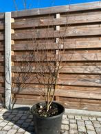 Lagoestroemia, Tuin en Terras, Planten | Bomen, Ophalen