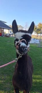Wandel-alpaca hengst Rocco, Dieren en Toebehoren, Overige Dieren, Mei, Mannelijk