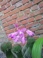 tuin orhidee, Tuin en Terras, Planten | Tuinplanten, Ophalen of Verzenden