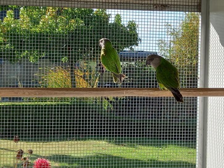 Senegal papegaai of bonte boer, Dieren en Toebehoren, Vogels | Parkieten en Papegaaien, Papegaai, Geslacht onbekend, Geringd